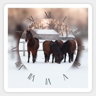 Four horses grazing on white snowy pasture Sticker